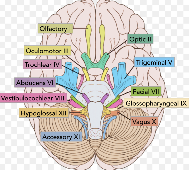 <p>12 pairs, cranial nerves</p>