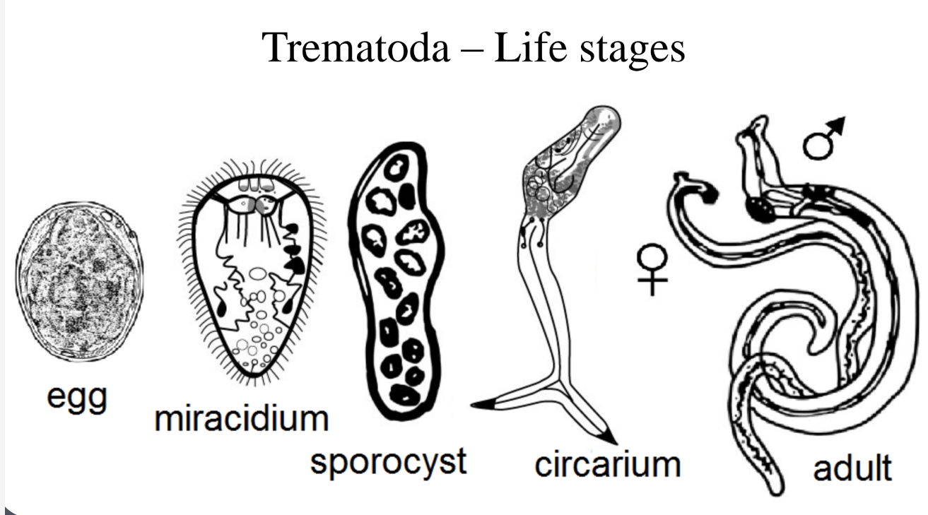 <p>Egg</p><p>Miracidium - Eaten by intermediate host: Usually a snail, sometimes species specific<br><br>Sporocyst - Then, metamorphoses in to a sporocyst: lives in blood, divides asexually, produces redia<br><br>Circarium - Sporocysts or redia produce circarium larva, Circarium wait for intermediate host to get eaten by next host - MOBILE<br><br>Adult - When in final host, transforms into adult that reproduces very quickly<br>- INTERTWINE TOGETHER AND FLOAT AS THEY COAGULATE</p>