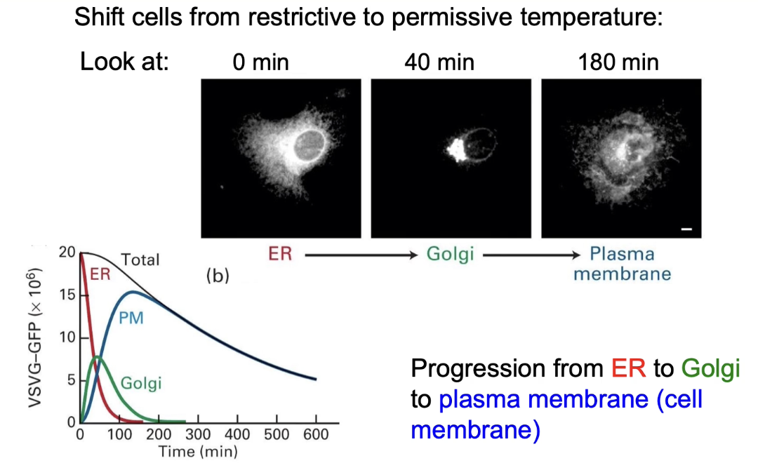 <ul><li><p><strong>0 min (40°C)</strong>: fluorescence in <strong>ER</strong></p></li><li><p><strong>40 min (32°C)</strong>: fluorescence in <strong>Golgi</strong></p></li><li><p><strong>180 min (32°C)</strong>: fluorescence at <strong>cell membrane</strong></p></li><li><p><strong>Graph</strong>:</p><ul><li><p><strong>X-axis</strong>: time (0–600 min)</p></li><li><p><strong>Y-axis</strong>: fluorescence intensity</p></li><li><p>Shows protein moving <strong>ER → Golgi → membrane</strong></p></li><li><p>Total fluorescence decreases over time due to <span><strong>fluorophores</strong></span><strong> lose their fluorescence</strong></p></li></ul></li></ul><p></p>