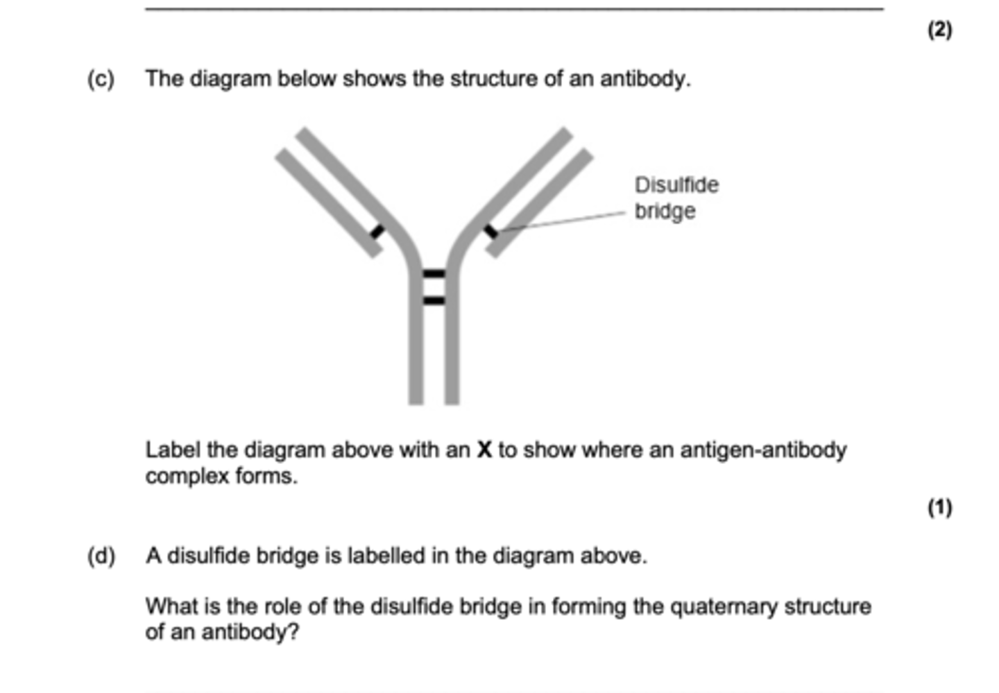 <p>Disulphide bridges hold and join the polypeptides, holding them in shape.</p>