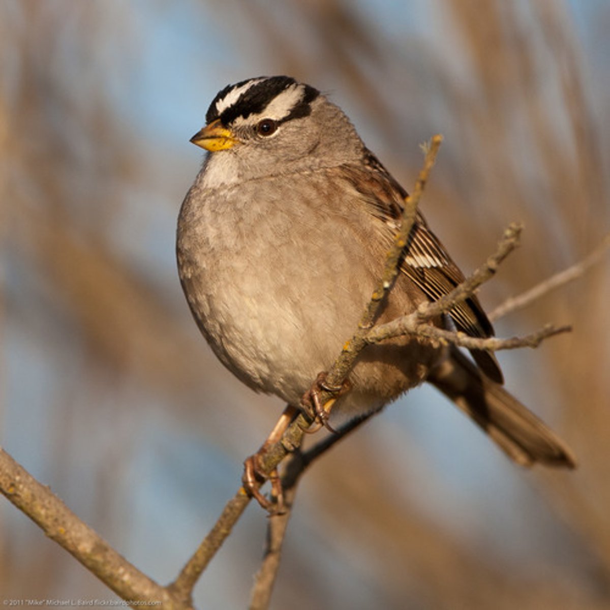 <p>White-crowned Sparrow</p>