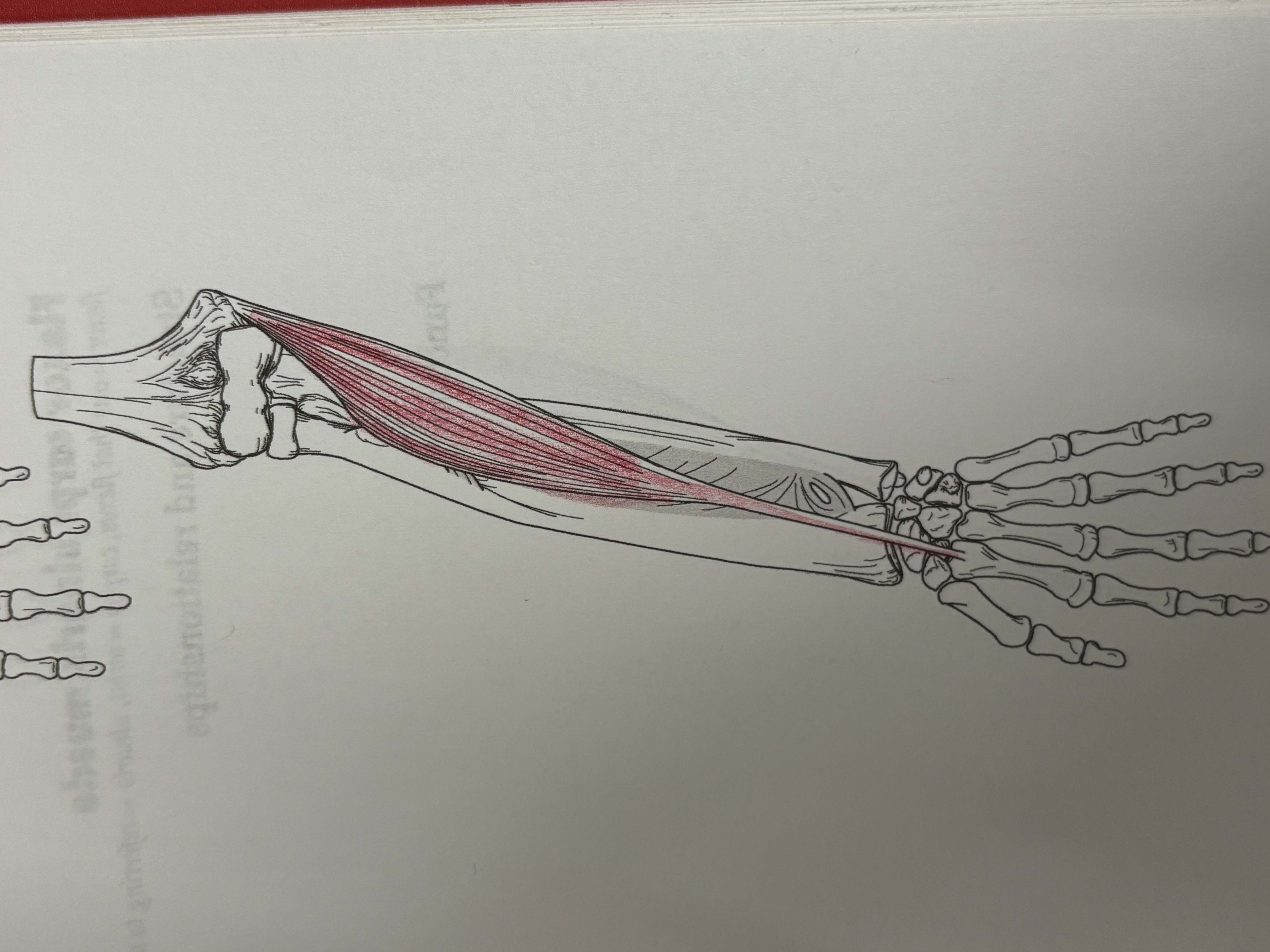 <p>!!!!What muscle is this </p>