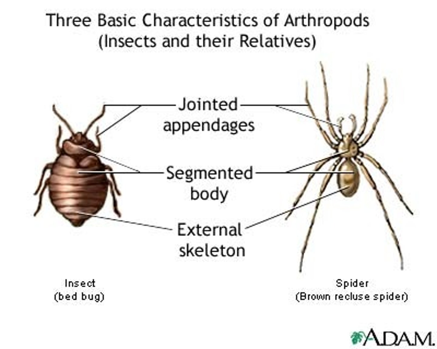<p>Limbs that are segmented and can bend at the joints.</p>