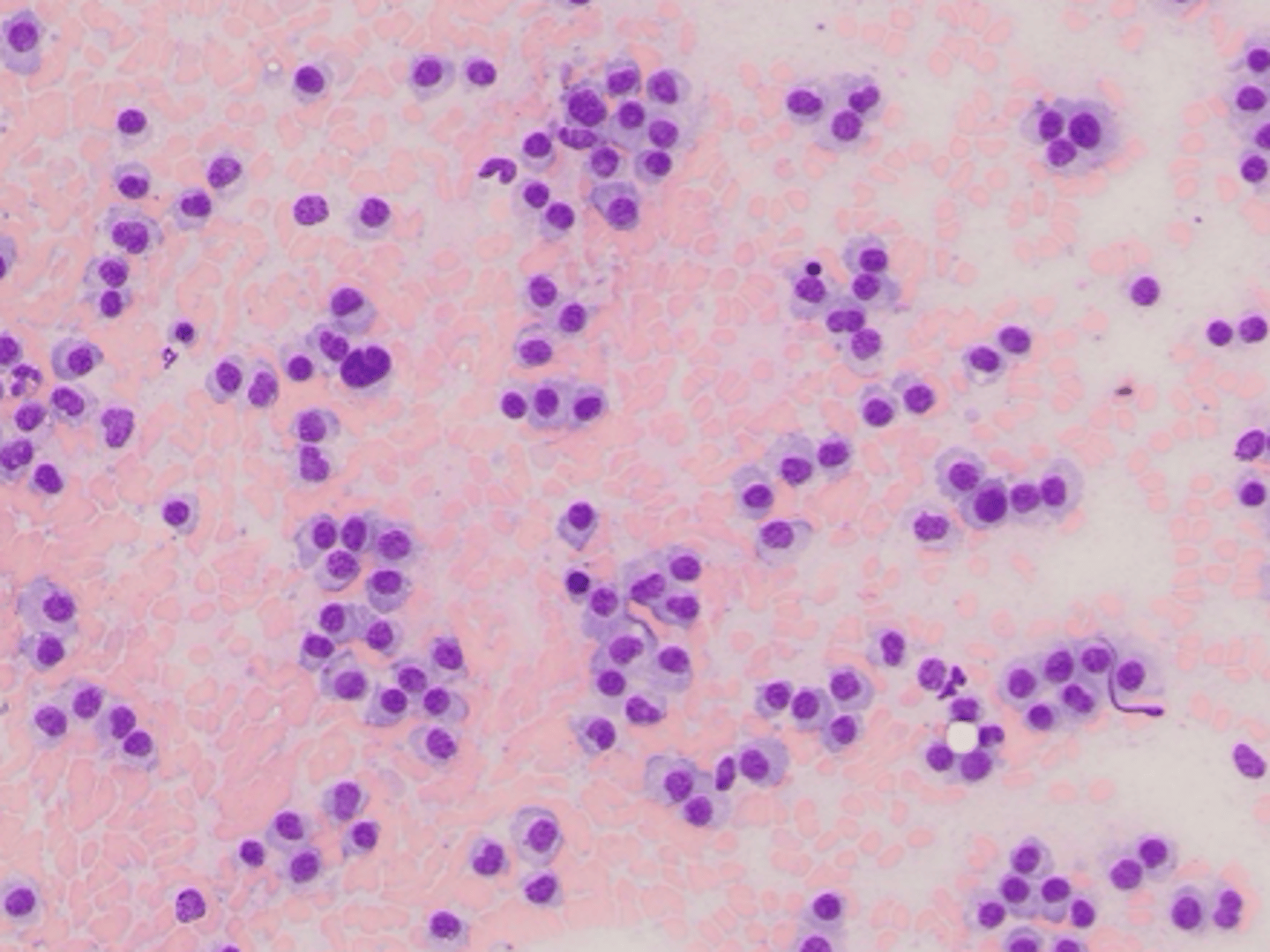 <p>Identify the type of tissue?</p>