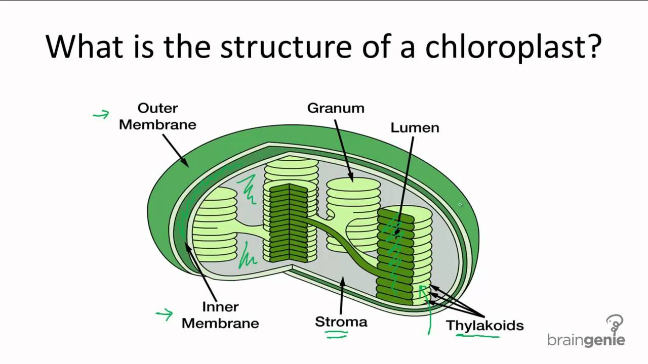 <p>inside thylakoid light reactions </p>