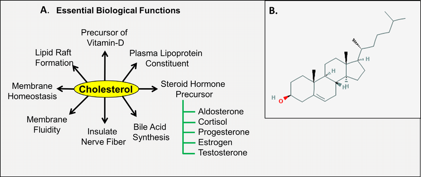 <p>amphipathic (hydrophobic and hydrophilic parts)</p><ul><li><p>membrane stability</p></li><li><p>steroid hormone precursor (e.g. testosterone)</p></li><li><p>vitamin D precursor</p></li><li><p>protective agent for skin</p></li></ul><p></p>