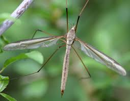 <p>Size: adult 25–30 mm; larva ~30 mm. Often two generations; heavy root feeding.</p>