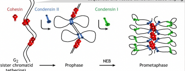 process for … 


1. cohesin binds to tether sisters
2. condensin II binds 
3. condensin I binds 