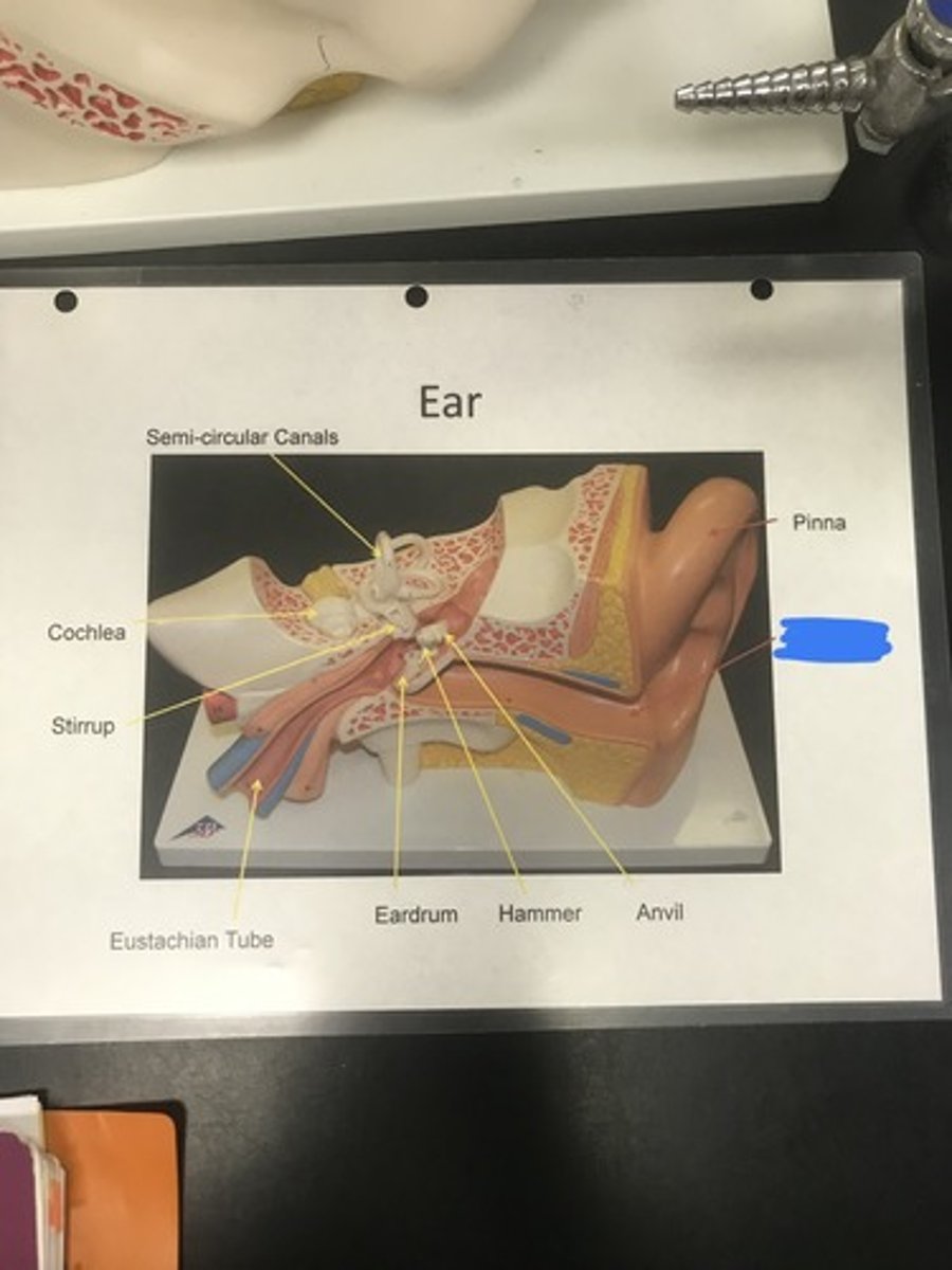 <p>Label the structure covered in blue ink and give a function</p>