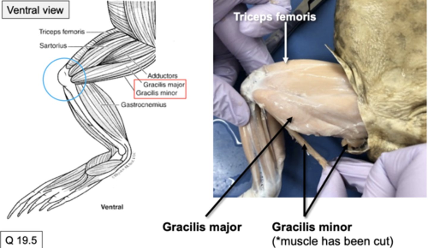 <p>they flex at the knee joint</p>
