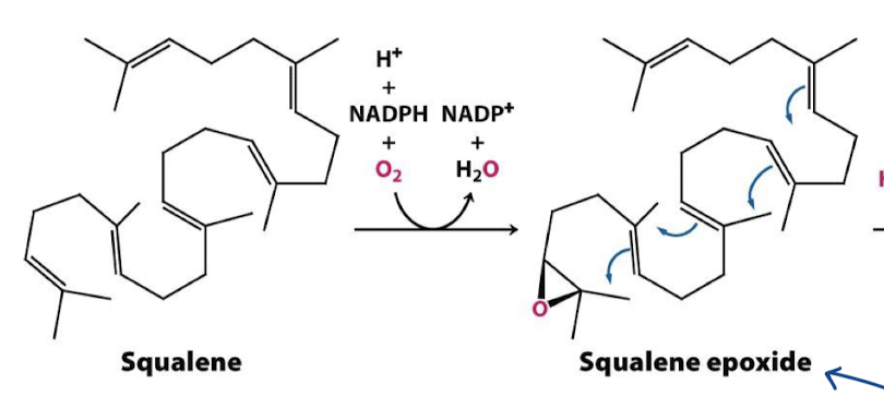 <p>Squalene monoxygenase; NADPH; squalene 2,3-epoxide</p>