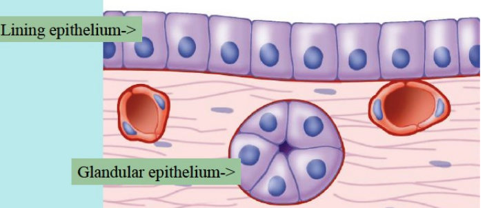 <ol><li><p>covering/lining epithelium</p><ol><li><p>covers body surfaces and internal body</p></li><li><p>allows the body to interact with the internal and external environment</p></li></ol></li><li><p>granular epithelium</p><ol><li><p>formation of glands</p></li></ol></li></ol>