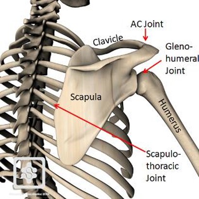 <p>Scapulothoracic Articulation</p>