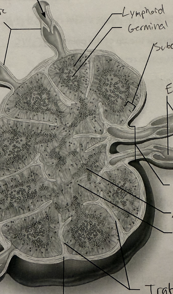 <p>Identify the following structures:</p>