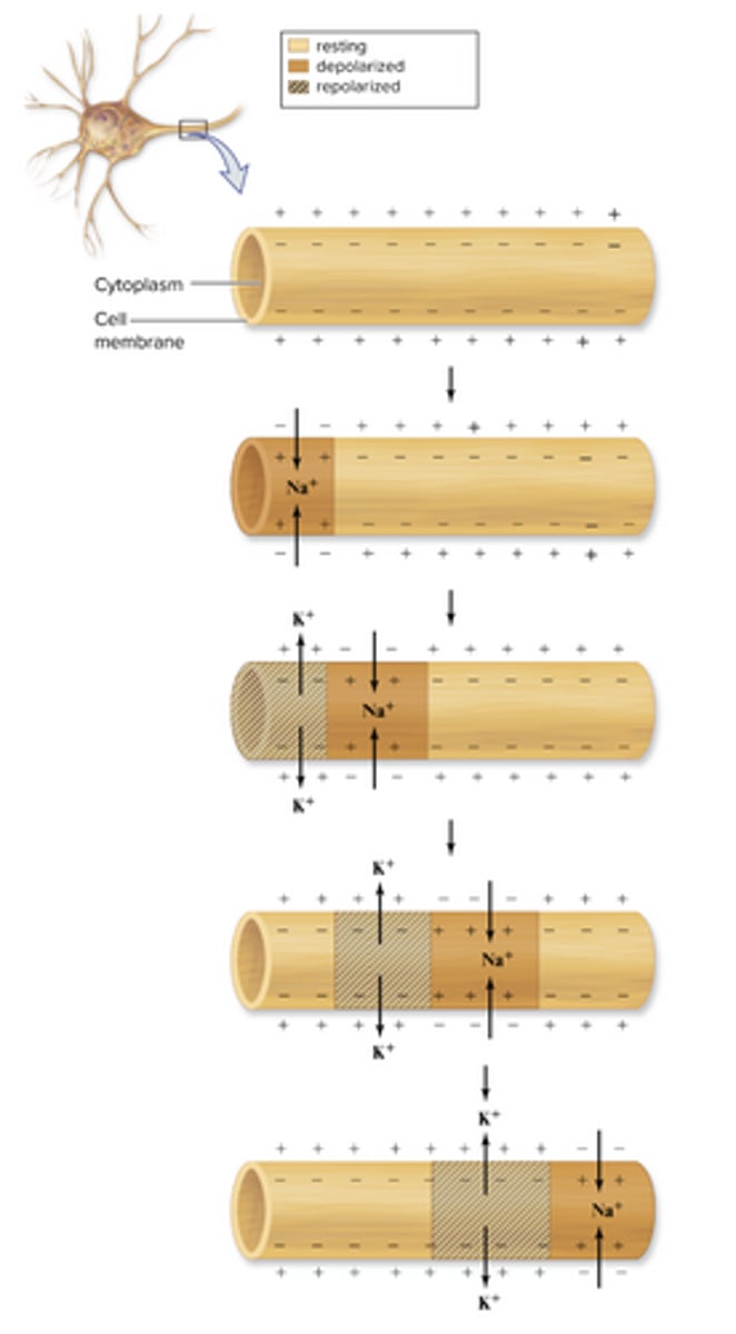 knowt flashcard image