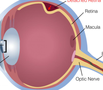 <p>contains visual sensory receptors (photoreceptors in it capture light and convert it into electrical signals)</p>