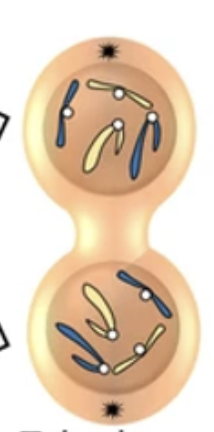 <p>What stage of mitosis is this?</p>