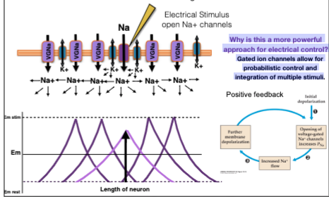 Local depolarization of the membrane opens the VGNaC causing the inward of Na+ ions.  \n Some of the local current generated by the action potential will flow passively down the  \n axons.  \n The flow of ions depolarizes the membrane in the adjacent region opening more VGNaC. 

 \n When a local depolarization of the membrane opens VGNaC  \n an action potential is generates

Action potential is not graded ‘All-or-Nothing’ \n conducts over long distances

\
Why is this a more powerful  \n approach for electrical control?  \n Gated ion channels allow for  \n probabilistic control and  \n integration of multiple stimuli.