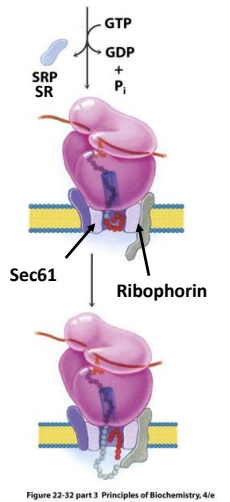 <p>The signal peptide is cleaved by Signal Peptidase</p>