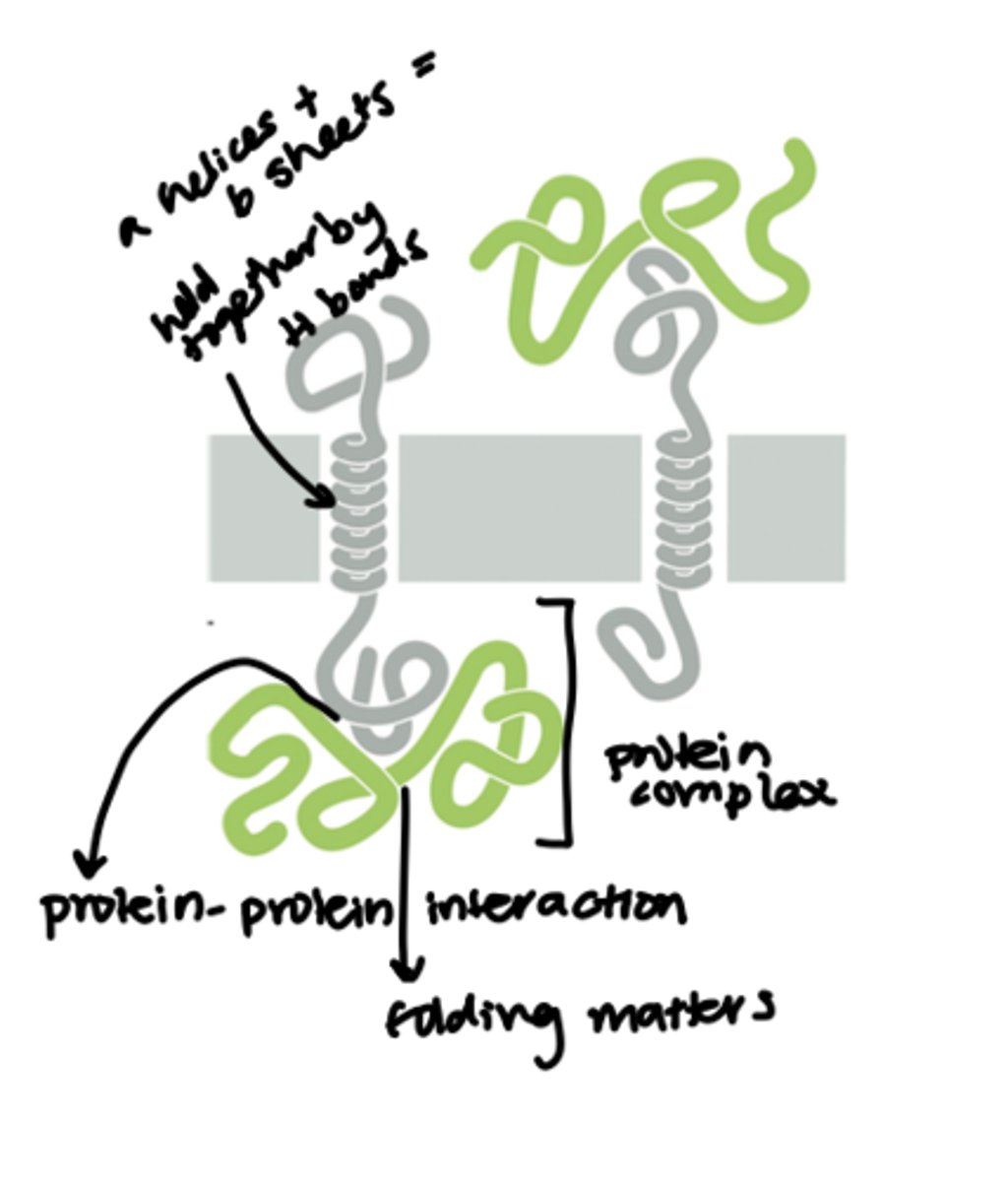 <p>Peripheral proteins interact with the hydrophilic portions of integral membrane proteins</p>