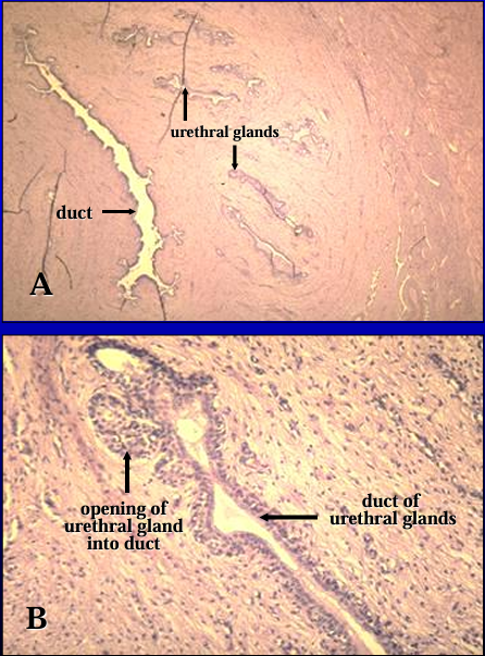 <p>Equine pelvic urethra. </p><p>Urethral glands, in addition to erectile tissue, are present in the lamina propria.</p>