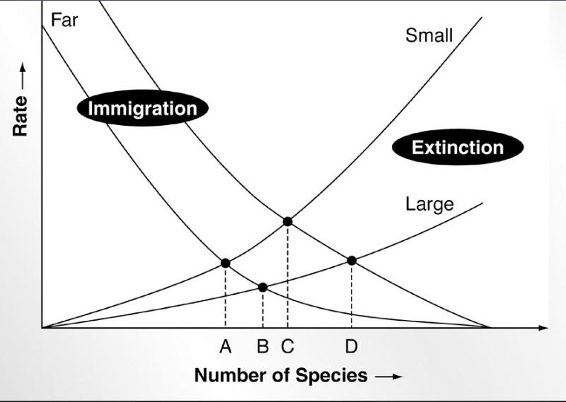 <ul><li><p>McArthur and Wilson 1967</p></li><li><p>species equilibria for</p><ul><li><p>small islands far from colonizing source</p></li><li><p>large island far from colonizing sourve</p></li><li><p>small island near colonizing source</p></li><li><p>large islands near colonizing source</p></li></ul></li></ul><p></p>
