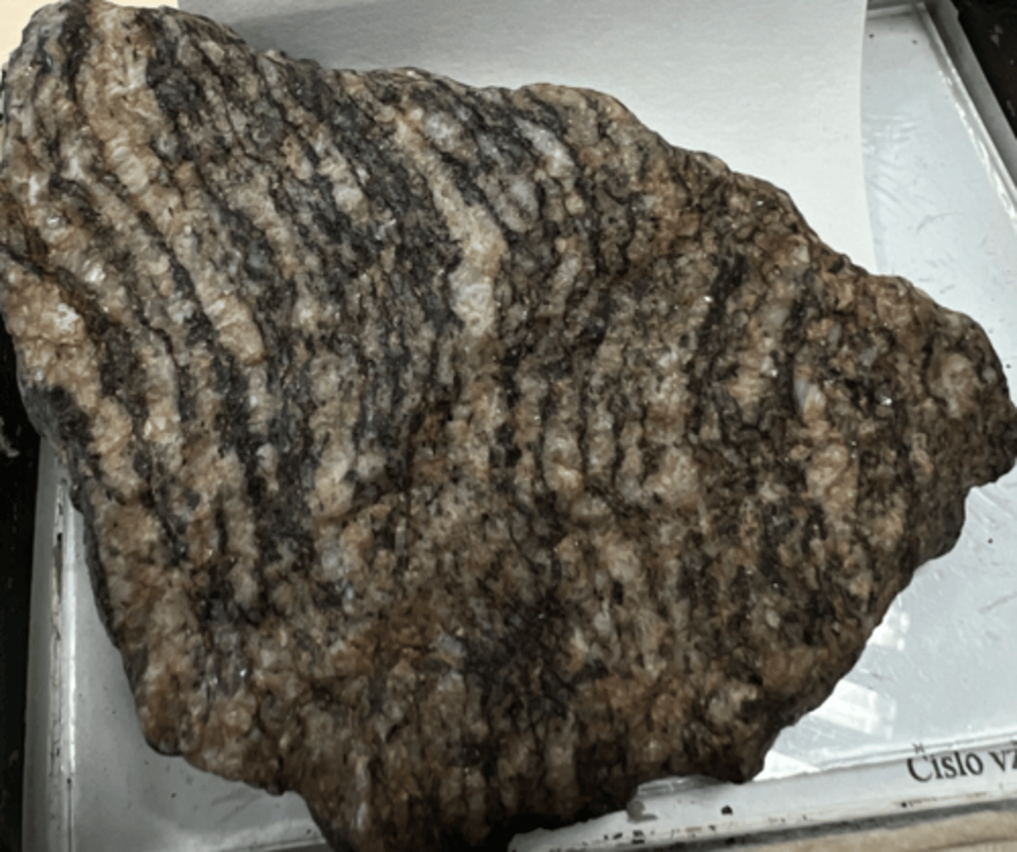 <p>metamorphic</p>