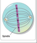 <p>Longest state of mitosis, Centrosomes are at opposite ends of the cell, Chromosomes line up along the metaphase plate, an imaginary plane in the middle of the cell, Each sister chromatid is attached to a microtubule from the opposite side of the cell</p>