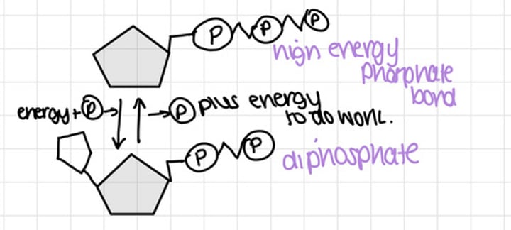 <p>nucleotides become phosphorylated when they contain more than one group</p>