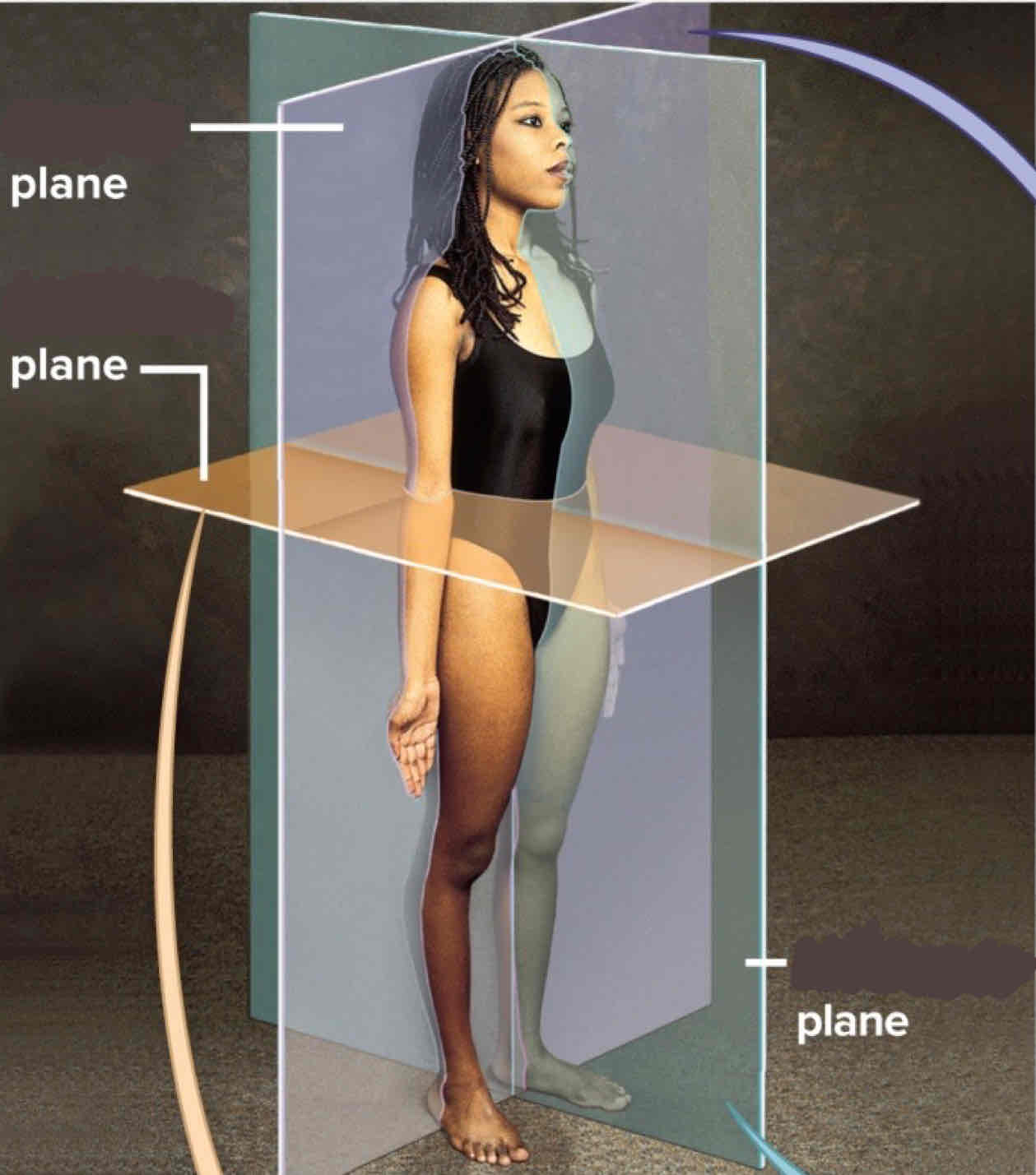 <p>Horizontal plane, superior and inferior (cross-body)</p>