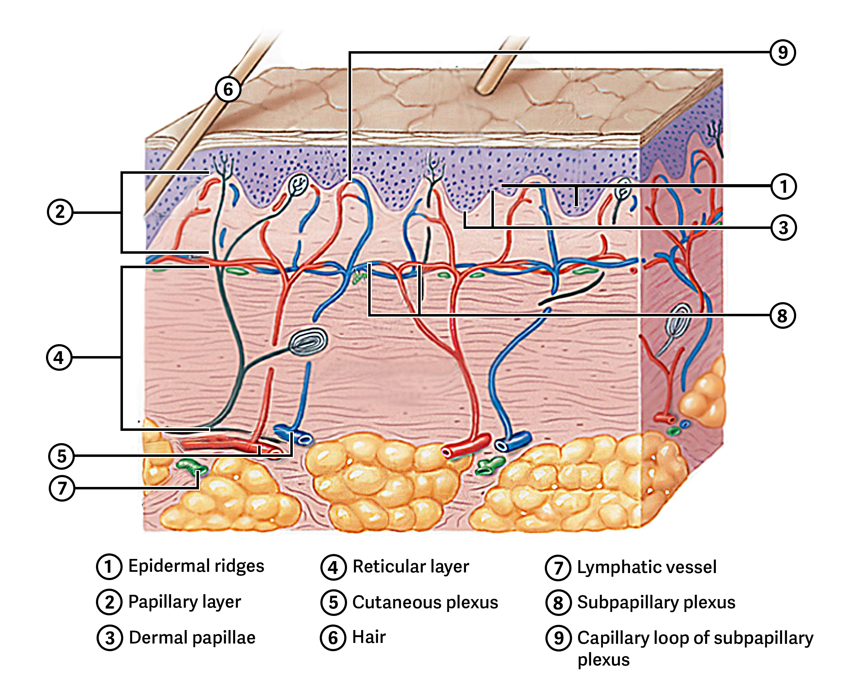<p>The superficial papillary region and the deeper reticular region.</p>