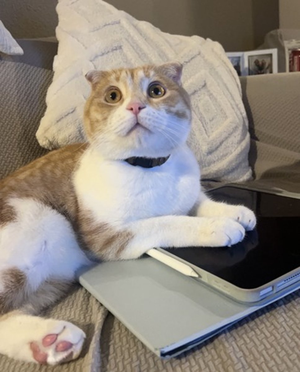 <p>Collateral ligaments are (inside/outside) of the joint</p><p>Cruciate ligaments are (inside/outside) of the joint</p><p>Menisci are (inside/outside) of the joint</p>