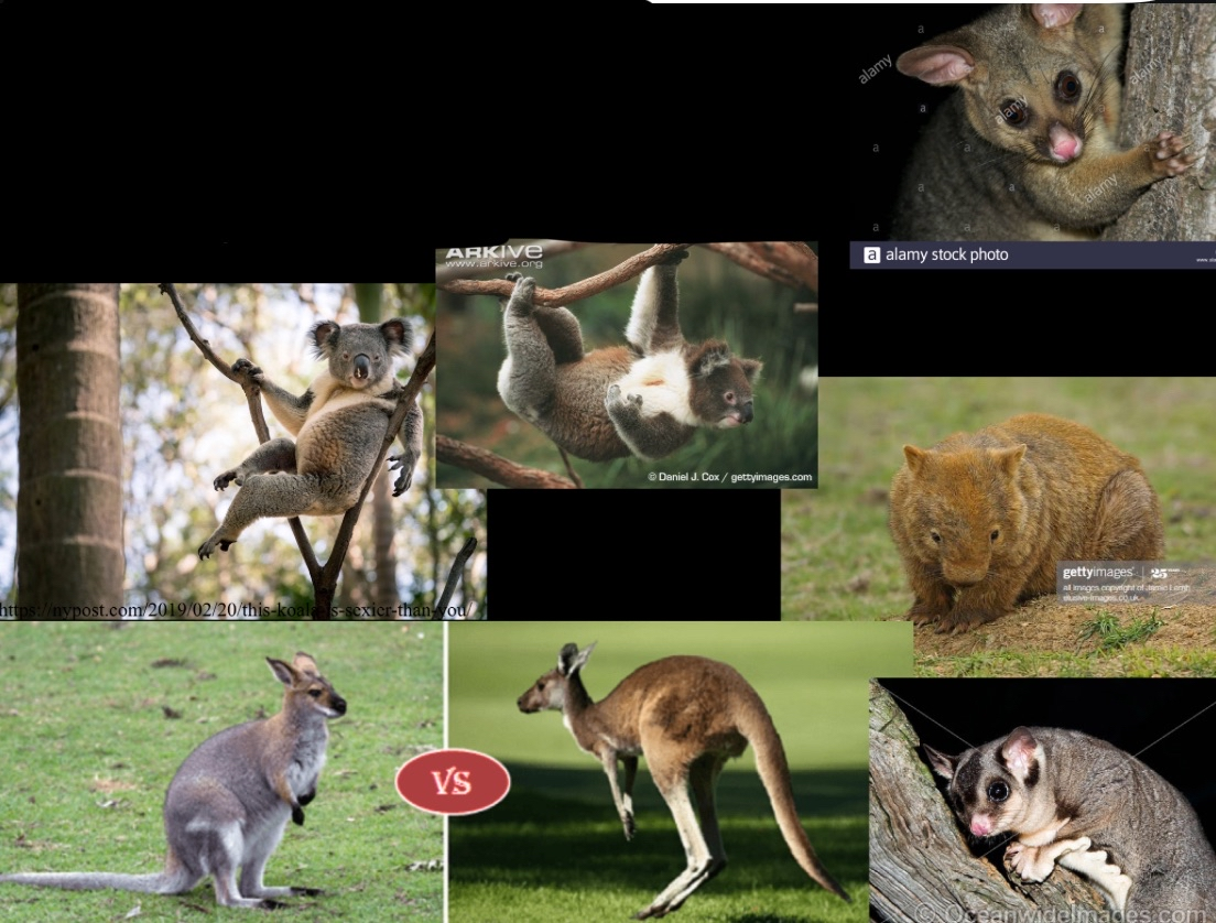 <p>koalas, wombats, possums, wallabies, kangaroos</p>