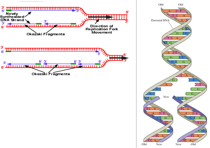 <p>-strands separate by helicase</p><p>-each strand serves as a template for the new strand</p><p>-DNA polymerase catalyzes the synthesis of new strands (in the 5’-3’ direction)</p><p>-lagging strands still goes in 5-3’ direction but is build in Okazaki fragments going 3’-’5 direction</p><p>-ends up with 2 DNA molecules, each one with a parent and a daughter strand</p><p></p>