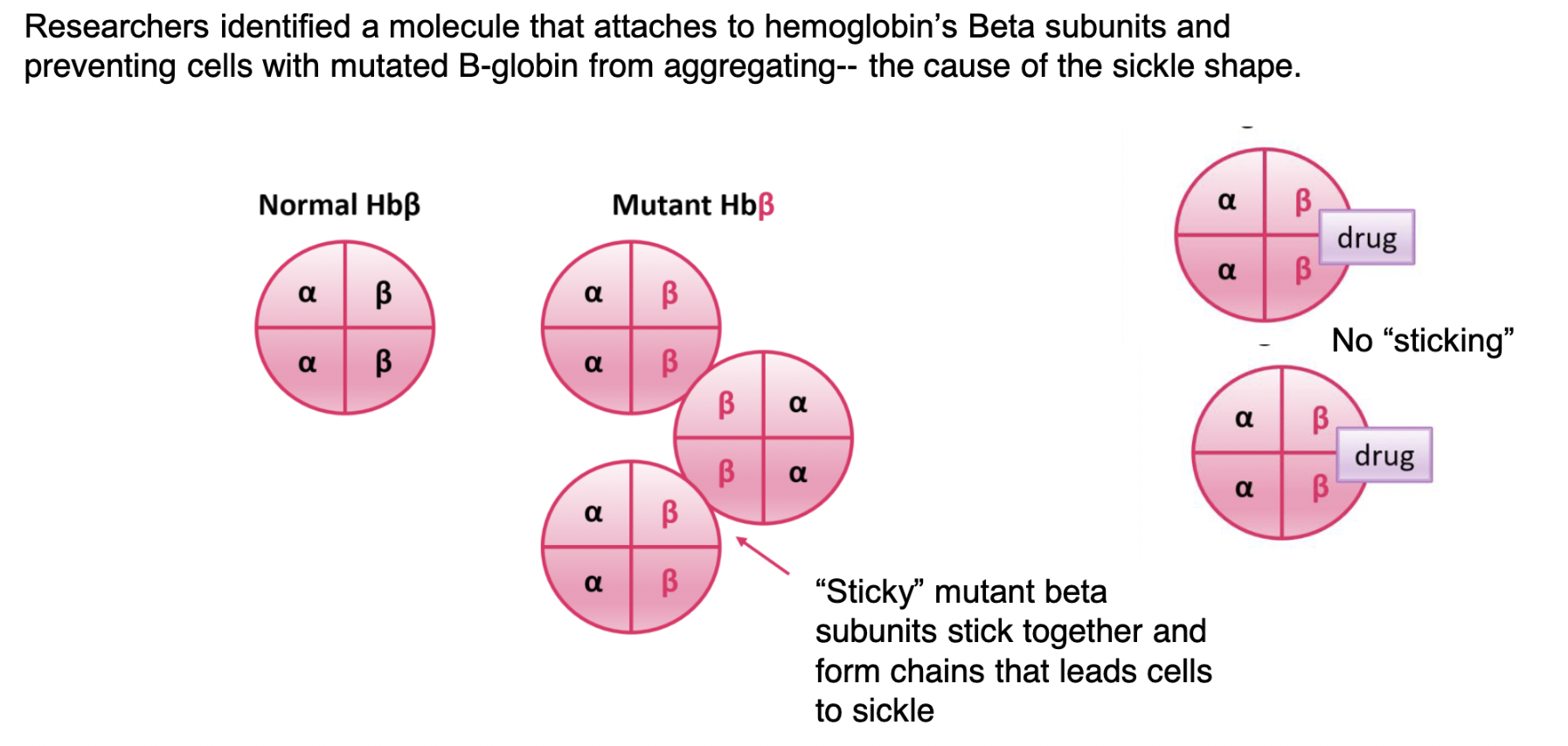 researchers identified a molecule that attaches to hemoglobin’s β subunits and prevents cells with mutated β-globin from collecting (the cause of the sickle shape) → introducing this molecule results in BLOCKING the “sticky” portions of cells → no sticking means sickle cells won’t clog arteries 