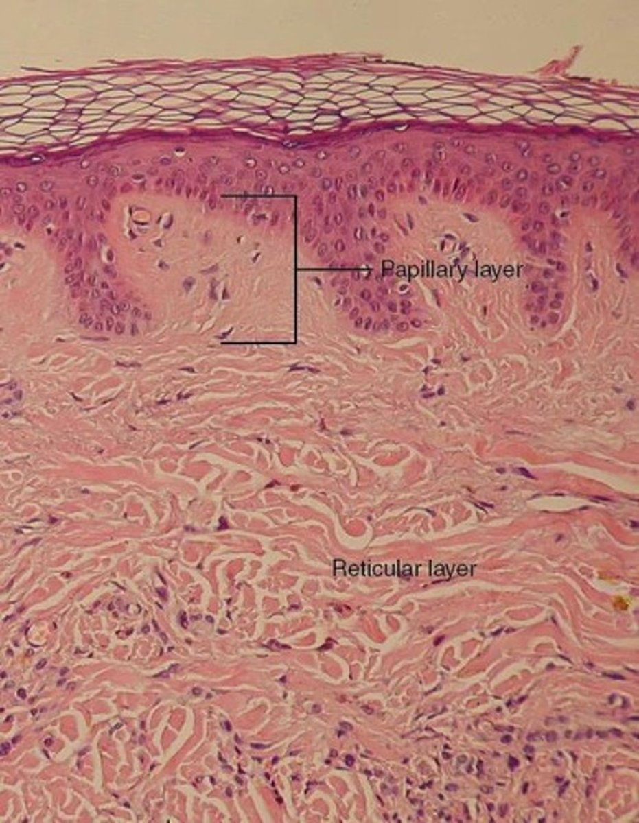 <p>The two layers of the dermis are the papillary layer (areolar tissue) and the reticular layer (dense irregular connective tissue).</p>
