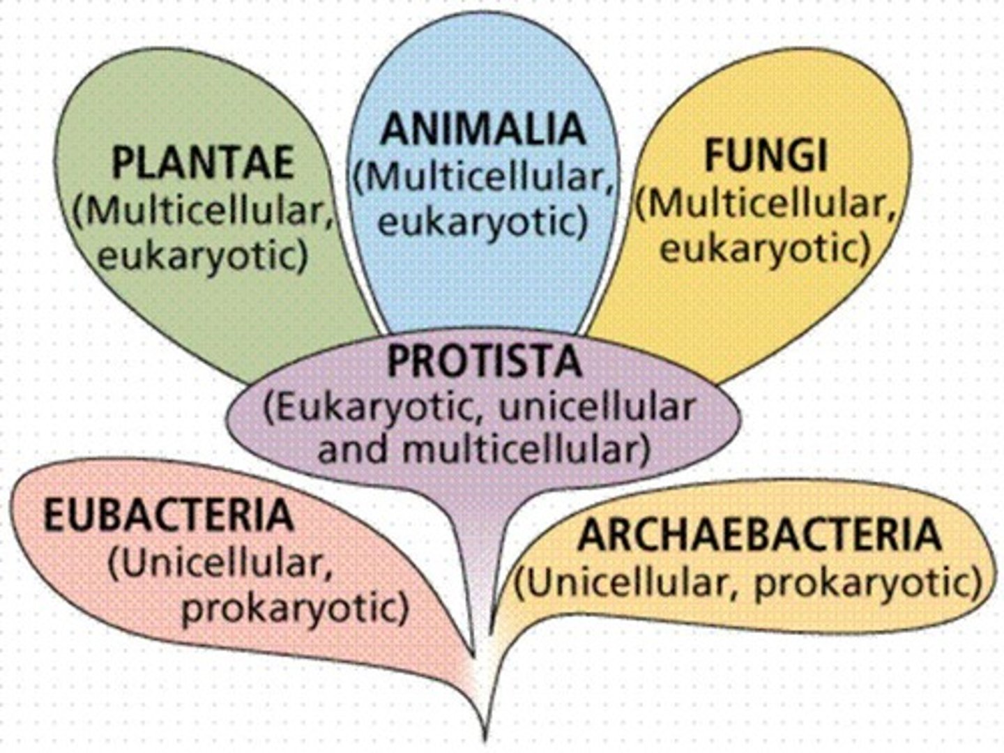 <p>Proposed a genetics-based tree of life with 6 Kingdoms: Eubacteria, Archaebacteria, Protista, Fungi, Plantae, Animalia</p>