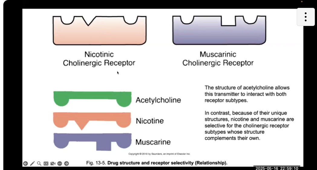 <p>LOOK AT PICTURE, Subtypes of receptors allow for MORE specialization</p>