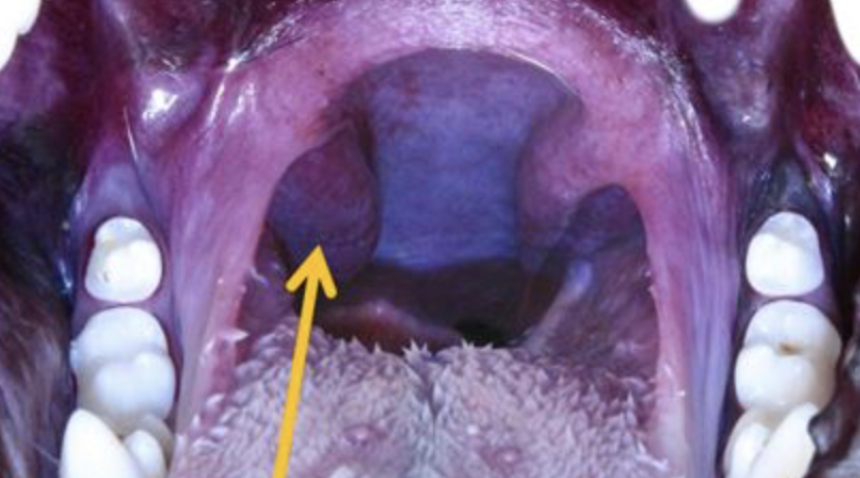 <p>what is the arrow pointing at?</p>