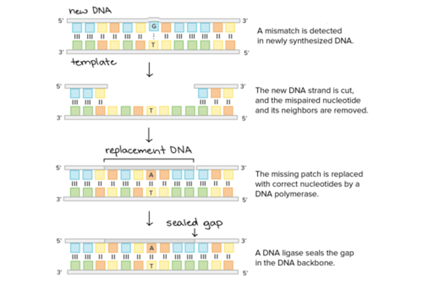 <p>(C) IV, II, III, I</p><p>Mismatch Repair Mechanism entails the following steps in order:</p><p>1. The mismatched DNA is marked with a cut.</p><p>2. Exonuclease removes the misplaced nucleotide (and perhaps some of its neighbors) from the newly synthesized strand.</p><p>3. DNA Polymerase adds the correct nucleotide.</p><p>4. DNA Ligase repairs the DNA backbone by binding the newly placed nucleotide to the neighboring nucleotides.</p>