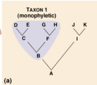 <p><strong>3 TYPES OF CLADES:</strong></p><p>includes all organisms that <strong>descended from a <u>single ancestor</u></strong></p>