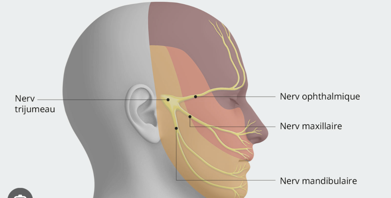 <p>nerf mandibulaire, maxillaire et ophtalmique </p>