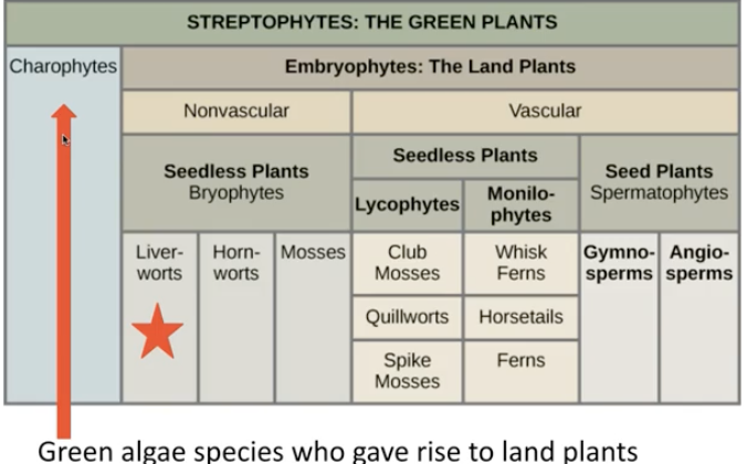 <p>Major Divisions of Land plants</p>