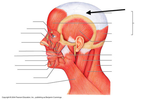 <p>connects frontalis and occipitalis</p>