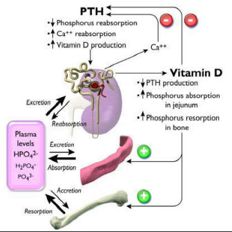 <p><span style="background-color: transparent;"><strong>Calcium Disorders</strong></span></p>