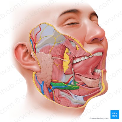 <p>The <strong><em><em></em></strong><strong><em></em></em></strong> is one of the three major salivary glands located beneath the jawline and produces a mixture of serous fluid and mucus.</p>