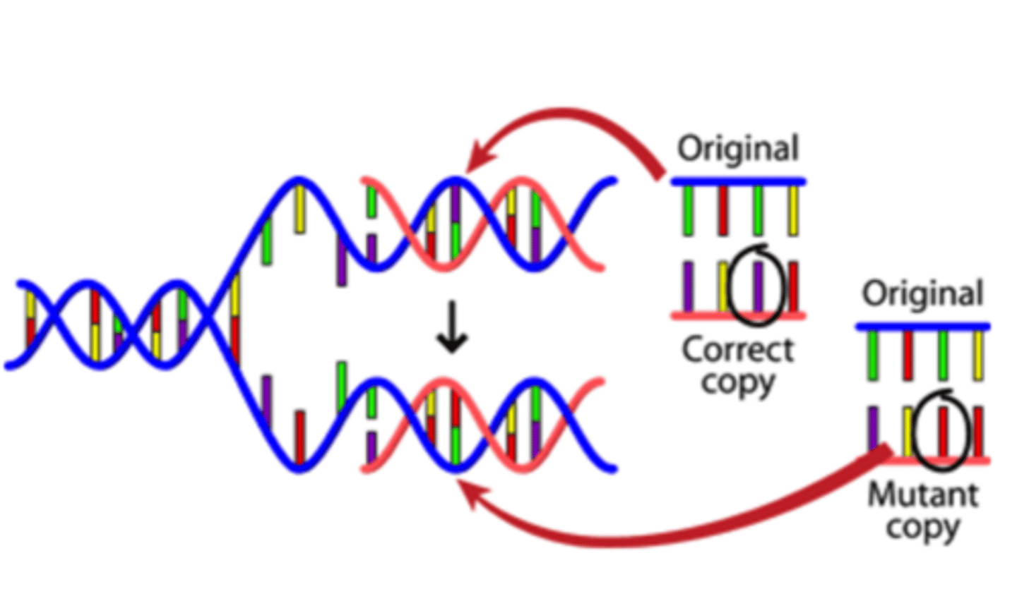 <p>Random changes to DNA that can occur when DNA fails to copy properly or when exposed to mutagens like specific chemicals or radiation; can be beneficial, neutral, or harmful to the organism</p>