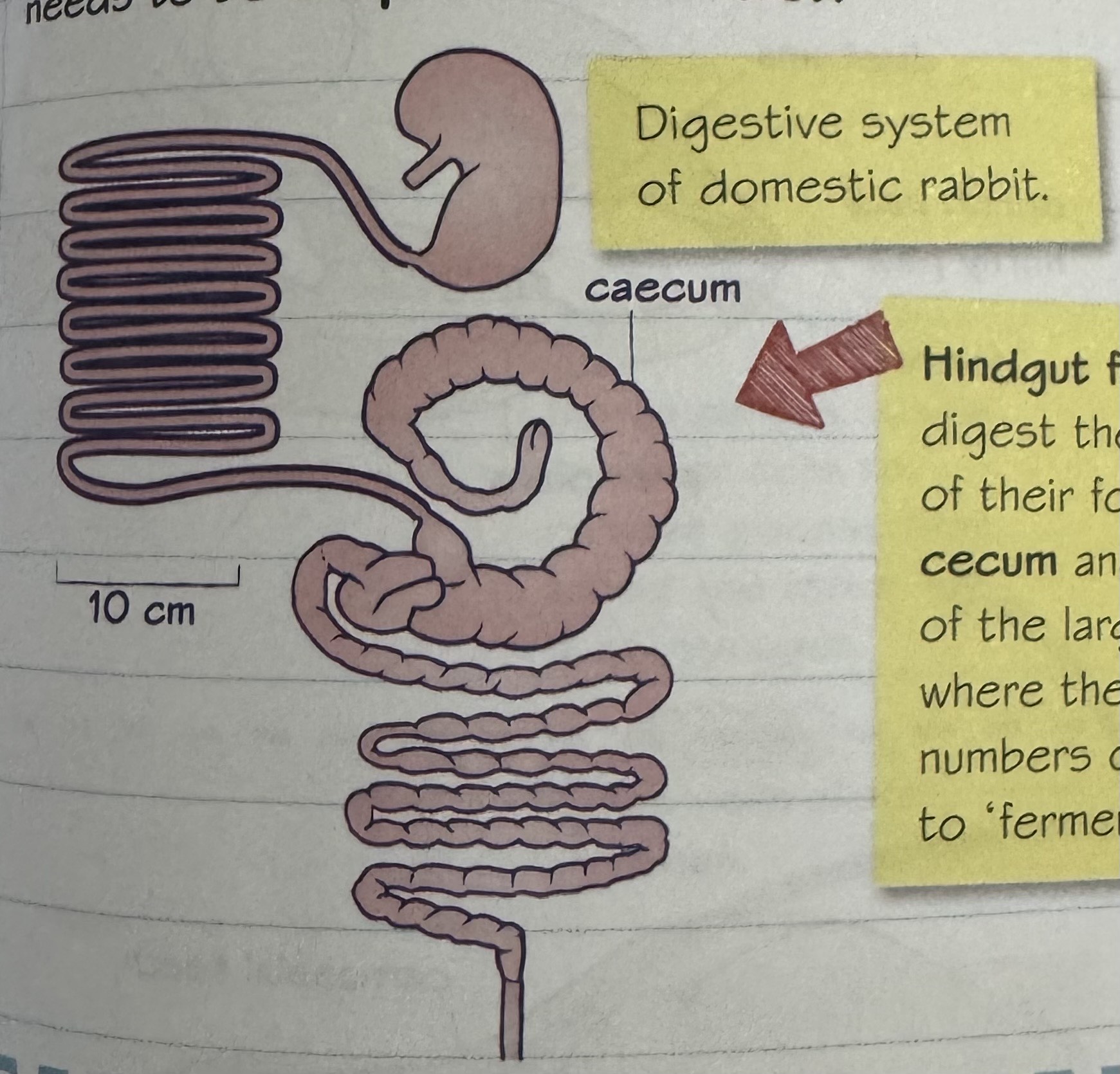 knowt flashcard image
