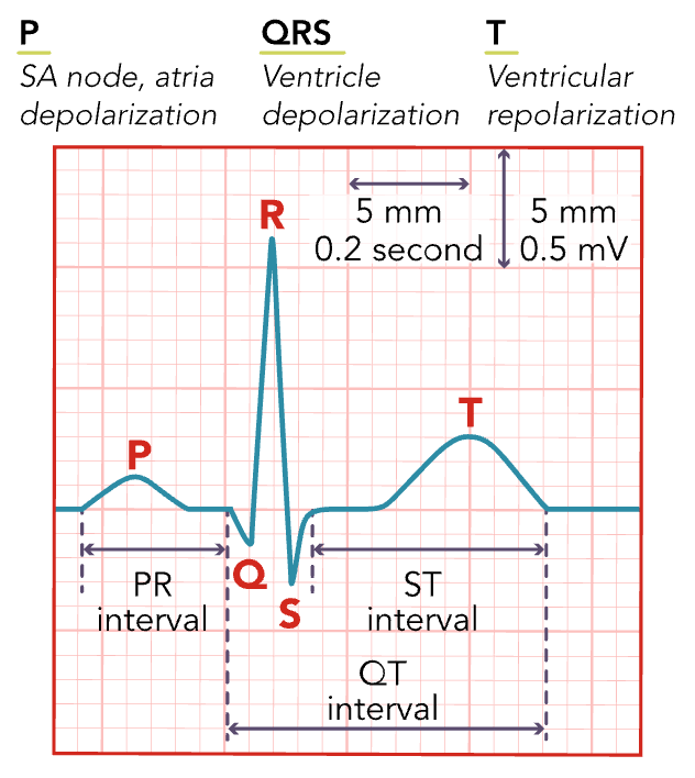 <p>The time for ventricular repolarization to complete.</p>