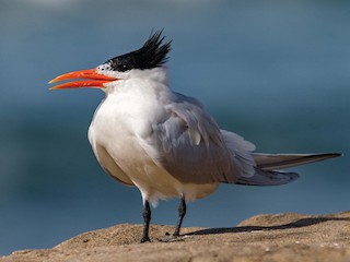 <p>Large tern with orange bill and black crown.</p>